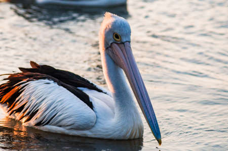 A great egret sitting on the surface of the water in the seaの写真素材