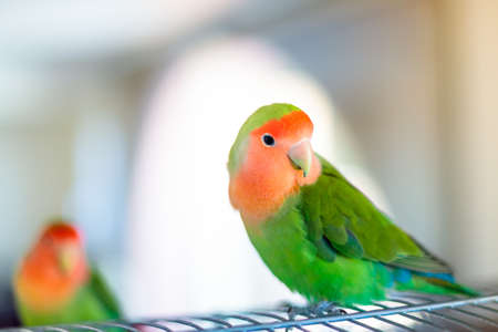 A cute peach-faced lovebird with colorful feathers on a blurred backgroundの写真素材