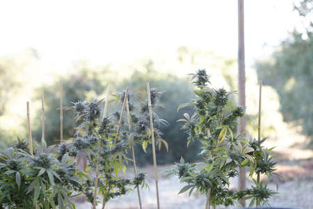 A closeup shot of a marijuana plant on blurred backgroundの写真素材