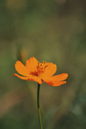 A vertical selective focus shot of a cute orange Cosmos caudatus plant growing in the middle of a...