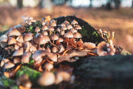 A closeup shot of mushrooms grown in dried leaves in the New Forest, near Brockenhurst, UKの写真素材