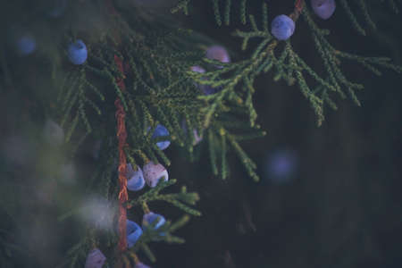 A closeup shot of beautiful green branches of a pine treeの写真素材