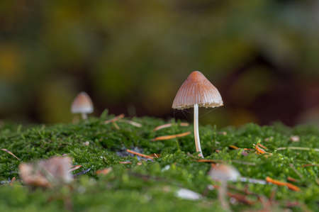 A closeup shot of brown mushrooms grown in the grass on a blurred background