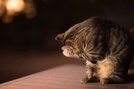 A closeup shot of a cat cleaning its self while standing on a wooden surfaceの写真素材