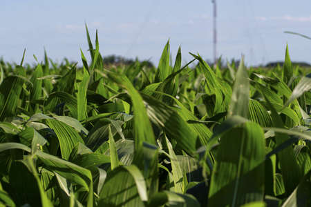A green cornfield under the clear blue sky - great for a cool background