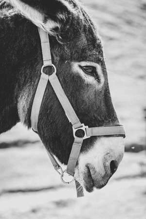 A vertical grayscale closeup shot of the head of a cute donkey - innocence concept