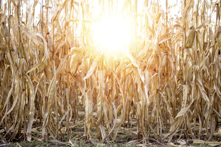 A closeup shot of a dry crop field with the sun shining in the background