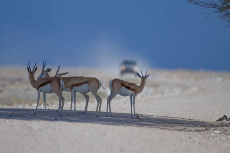 A group of springboks standing in the middle of a gravel road with a car coming towards themの写真素材