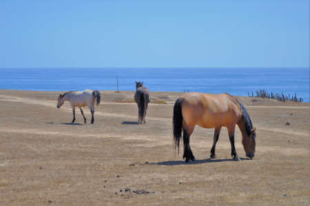 A group of horses in the pasture near the beautiful sea under the clear blue sky
