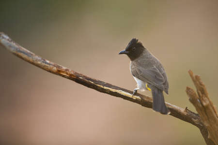 A selective focus shot of an exotic bird on the branch of a treeの写真素材