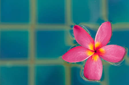 A selective focus closeup shot of a pink Plumeria flowering plant on blue background
