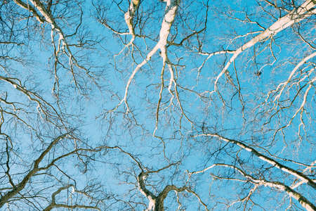 A low angle shot of a lot of tree branches under the clear blue sky - great for a wallpaper