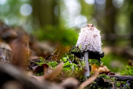 A closeup selective focus shot of a mushroom growing in a forest with greenery on the backgroundの写真素材