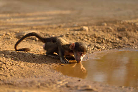 A cute baby baboon drinking water from a muddy pond