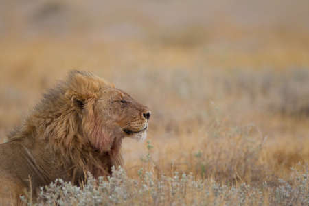 A magnificent lion resting proudly among the grass in the middle of a fieldの写真素材
