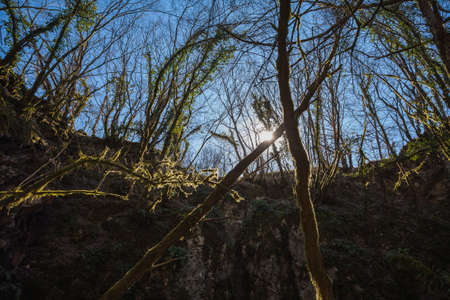 A low angle shot of the dry trees near the waterfall Butori in Istria, Croatiaの写真素材