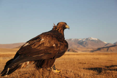A picture of a golden eagle in a deserted area with mountains on a blurry background under a blue skyの写真素材