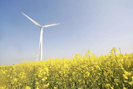 A beautiful shot of a windmill in the middle of a field of yellow flowers
