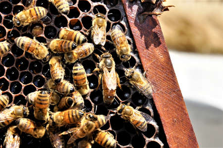 A closeup shot of a group of bees creating a honeybee full of delicious honey