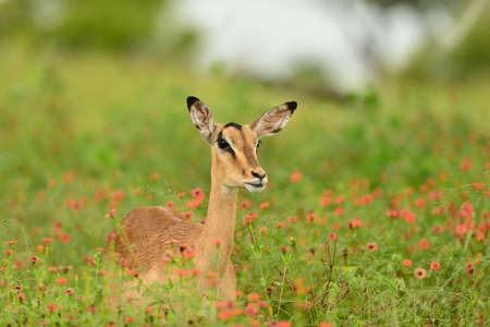 A beautiful deer sitting on a field covered with green grass and small pink flowersの写真素材