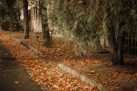 A beautiful shot of a sidewalk covered with fallen leaves in autumnの写真素材
