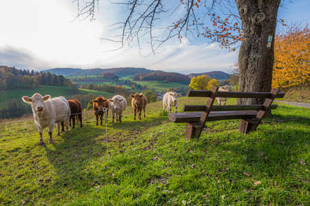 cows and a bench near reichelsheimの写真素材