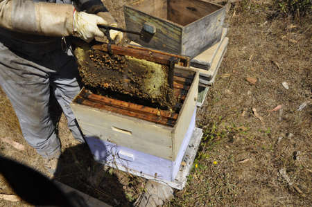 A beekeeper harvesting delicious honey from a honeycomb created with love
