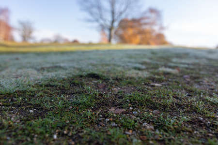 A grassy field covered with dewdrops in the New Forest, near Brockenhurst, UKの写真素材