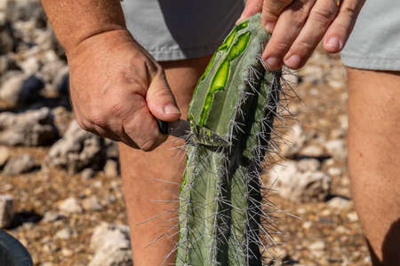 A selective focus shot of a person peeling a cactus in Bonaire, Caribbeanの写真素材