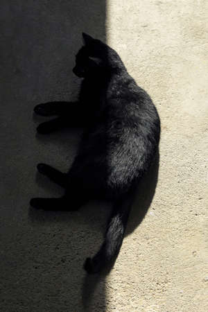 A high angle shot of a black cat lying down on the groundの写真素材