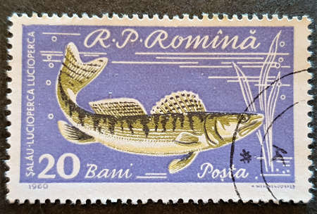 SOVATA, ROMANIA - Jul 02, 2020: old Romanian stamp 1960 with the image of a fish Lucioperca lucioperca postal stampのeditorial素材