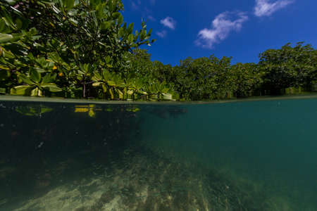 A beautiful green scenery reflecting in the water under the clear sky in Bonaire, Caribbean