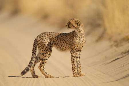 A beautiful cheetah standing on a sandy road in the middle of the desertの写真素材