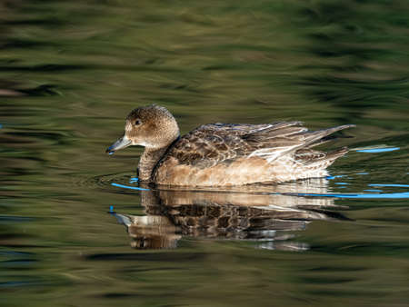 A beautiful duck swimming in a lake captured in Izumi Forest, Yamato, Japanの写真素材