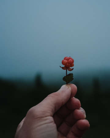 A closeup of a hand holding a small pink flower under a blue sky with a blurry backgroundの写真素材