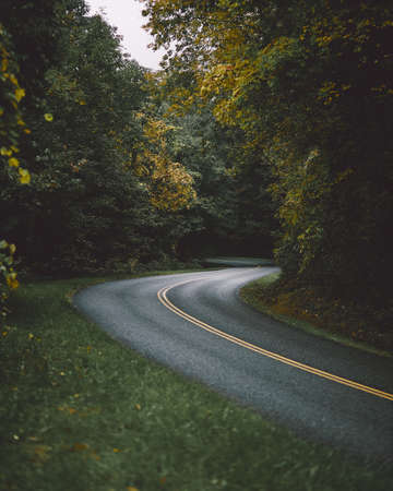 A vertical shot of a road surrounded by beautiful tall trees
