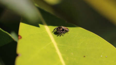 Little jumping spider on a green leaf.