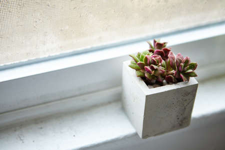 A houseplant in a concrete flowerpot on a window sill inside a room