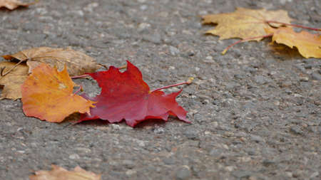 A closeup shot of the beautiful colorful fallen autumn leaves on the groundの写真素材