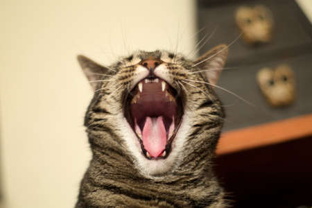 A low angle closeup of a yawning cat in a house with a blurry backgroundの写真素材