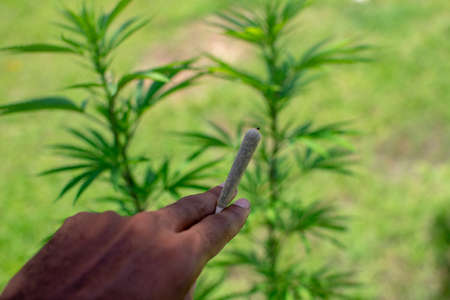 A shallow focus shot of a person holding up a joint with blurred marijuana plants in the backgroundの写真素材