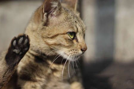 A closeup shot of a cute brown cat doing a high five with a blurred background
