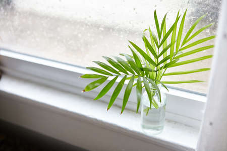 A green houseplant in a glass bottle on a window sill during daytime