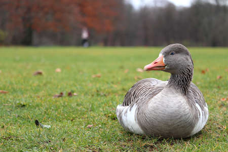 A grey duck sitting on the grass with a blurred backgroundの写真素材