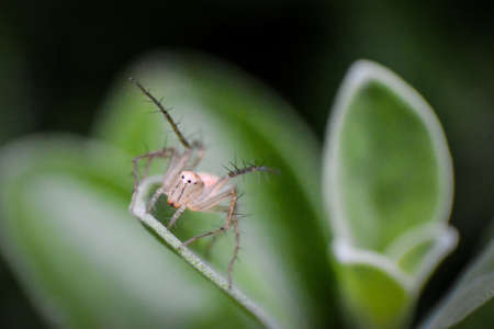 A macro photography shot of an insect on a green plant with a blurred backgroundの写真素材