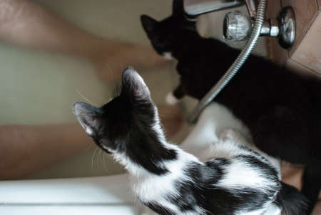 A high angle shot of two cute cats playing around the bath tub