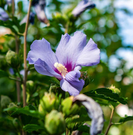 A blue hibiscus in a garden surrounded by flowers under sunlight with a blurry backgroundの写真素材