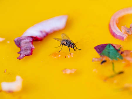 A closeup of a fly sitting on a yellow liquid surrounded by vegetables with  a blurry backgroundの写真素材
