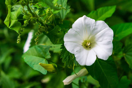 A white beach moonflower in a garden surrounded by greenery with a blurry backgroundの写真素材