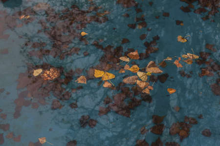A high angle shot of the dry autumn leaves fallen into the blue water